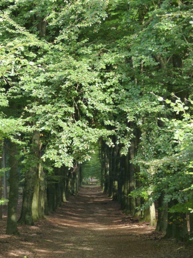 B&B Onder de rode beuk Dieren Buitenkant foto