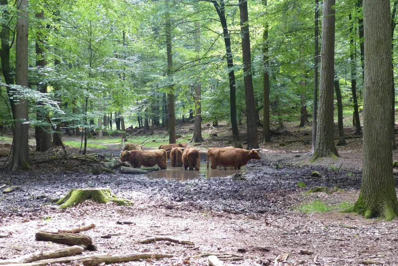 B&B Onder de rode beuk Dieren Buitenkant foto